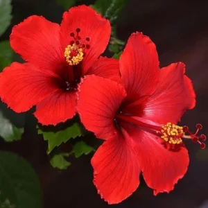 7 Red Hibiscus Cuttings Live - Indoor/Outdoor Plant Propagation - Image 5