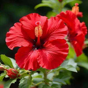 7 Red Hibiscus Cuttings Live - Indoor/Outdoor Plant Propagation - Image 6