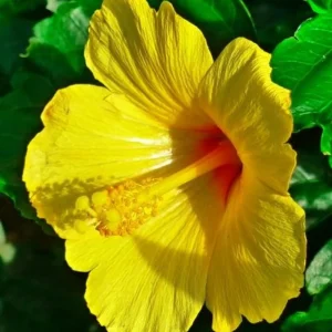 7 Yellow Hibiscus Cuttings Live Plant - Indoor & Outdoor Garden Ready - Image 2