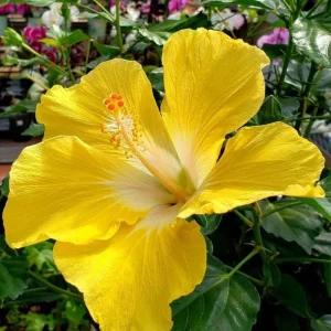 7 Yellow Hibiscus Cuttings Live Plant - Indoor & Outdoor Garden Ready - Image 4