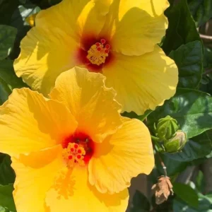 7 Yellow Hibiscus Cuttings Live Plant - Indoor & Outdoor Garden Ready - Image 5