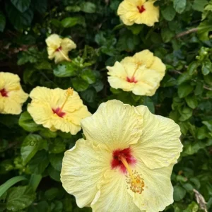 7 Yellow Hibiscus Cuttings Live Plant - Indoor & Outdoor Garden Ready - Image 6