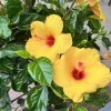 7 Yellow Hibiscus Cuttings Live Plant - Indoor & Outdoor Garden Ready - Image 1
