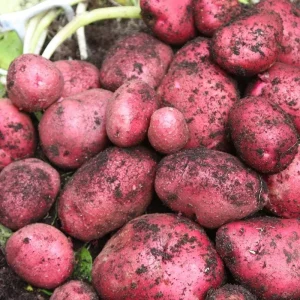 70 Red Potato Seeds for Planting - Easy Growing Red-Skinned Potatoes - Image 6