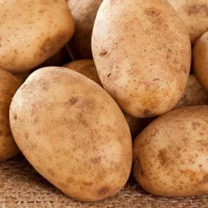 70 Russet Potato Seeds for Planting - Heirloom Vegetable Garden - Image 3