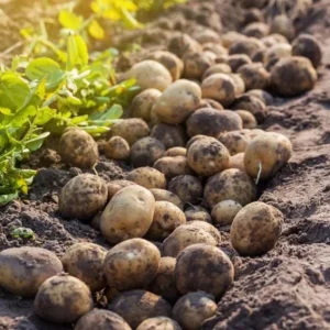 70 Yukon Gold Potato Seeds for Planting - Easy Growing Vegetable Seeds - Image 5