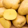 70 Yukon Gold Potato Seeds for Planting - Easy Growing Vegetable Seeds - Image 1