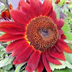 75+ Red Sun Sunflower Seeds - Beautiful Tall Cut Heirloom Flowers, Non-GMO - Image 2