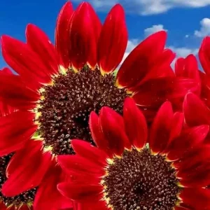 75+ Red Sun Sunflower Seeds - Beautiful Tall Cut Heirloom Flowers, Non-GMO - Image 1