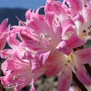 8 Amaryllis Belladonna Bulbs - Pink Naked Ladies Surprise Lily - Outdoor Flowering - Image 2