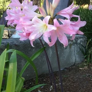 8 Amaryllis Belladonna Bulbs - Pink Naked Ladies Surprise Lily - Outdoor Flowering - Image 1