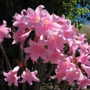 8 Amaryllis Belladonna Bulbs - Pink Naked Ladies Surprise Lily - Outdoor Flowering - Image 4