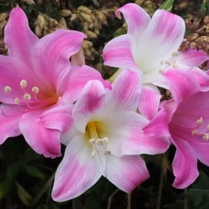 8 Amaryllis Belladonna Bulbs - Pink Naked Ladies Surprise Lily - Outdoor Flowering - Image 5