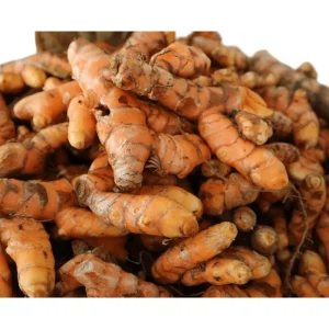 8 Fresh Turmeric Rhizomes - Curcuma Longa Live Herb Tubers for Planting - Image 5