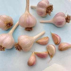 8 German Hardneck Garlic Bulbs for Planting, Heirloom White Garlic Tubers - Image 3