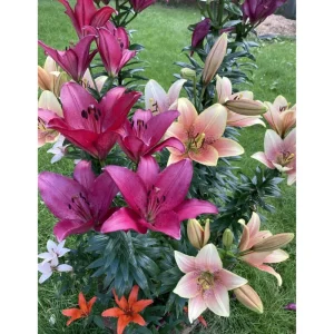 8 Mixed Oriental Roselily & Asiatic Lily Bulbs – Colorful Summer Bloom Lilium Flowers - Image 2