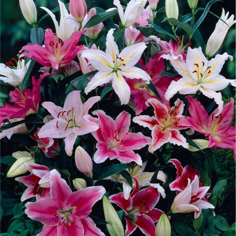 8 Mixed Oriental Roselily & Asiatic Lily Bulbs – Colorful Summer Bloom Lilium Flowers - Image 3