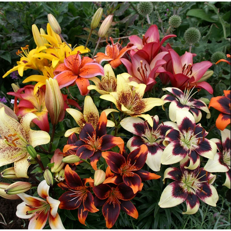 8 Mixed Oriental Roselily & Asiatic Lily Bulbs – Colorful Summer Bloom Lilium Flowers - Image 4