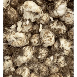 8 Mixed Oriental Roselily & Asiatic Lily Bulbs – Colorful Summer Bloom Lilium Flowers - Image 5