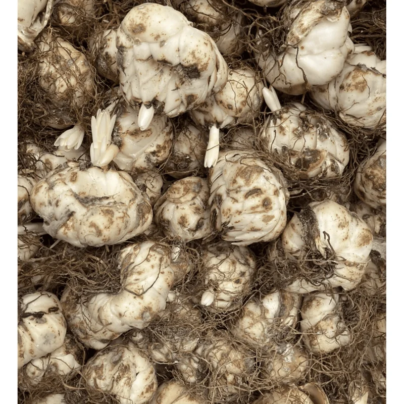 8 Mixed Oriental Roselily & Asiatic Lily Bulbs – Colorful Summer Bloom Lilium Flowers - Image 5