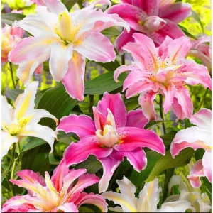 8 Mixed Oriental Roselily & Asiatic Lily Bulbs – Colorful Summer Bloom Lilium Flowers - Image 1