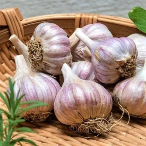 8 Organic Garlic Bulbs Multi-Size Mixed Varieties Chesnok Red, Music, Italian for Planting & Eating - Image 4