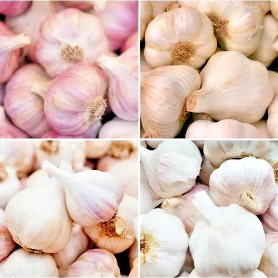 8 Organic Garlic Bulbs Multi-Size Mixed Varieties Chesnok Red, Music, Italian for Planting & Eating - Image 1