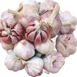 8 Peruvian Purple Stripe Garlic Bulbs – Hardneck Garlic for Planting - Image 4