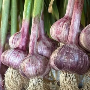 8 Peruvian Purple Stripe Garlic Bulbs – Hardneck Garlic for Planting - Image 1
