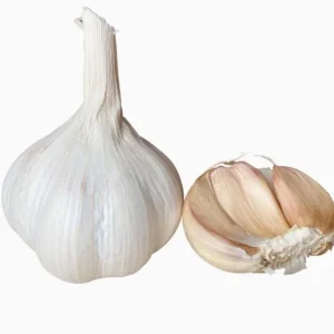 8 Polish Hardneck Garlic Bulbs for Planting & Gardening – White Garlic Tubers - Image 3