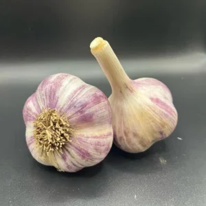 8 Purple Stripe Italian Garlic Bulbs for Planting - Hardneck Tubers - Image 4
