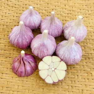 8 Purple Stripe Italian Garlic Bulbs for Planting - Hardneck Tubers - Image 6