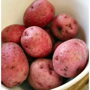 8 Small Red Potato Seeds for Planting - Mini Red Potato Tubers - Image 2