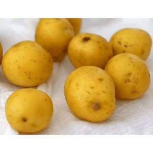 8 Small Yellow Potato Seeds - Whole Tubers for Planting - Image 3