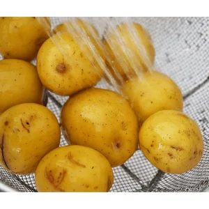 8 Small Yellow Potato Seeds - Whole Tubers for Planting - Image 6