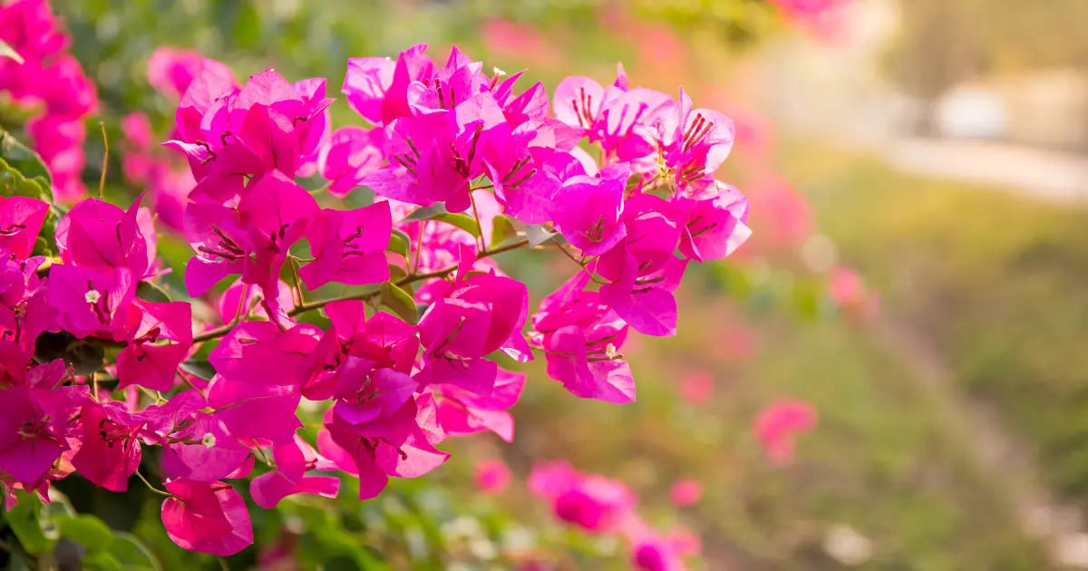 Bougainvillea Plant Care Tips 7 Secrets to Explosive Blooms!