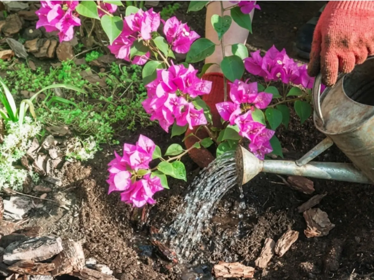 Bougainvillea love a good soak followed by a period of drought