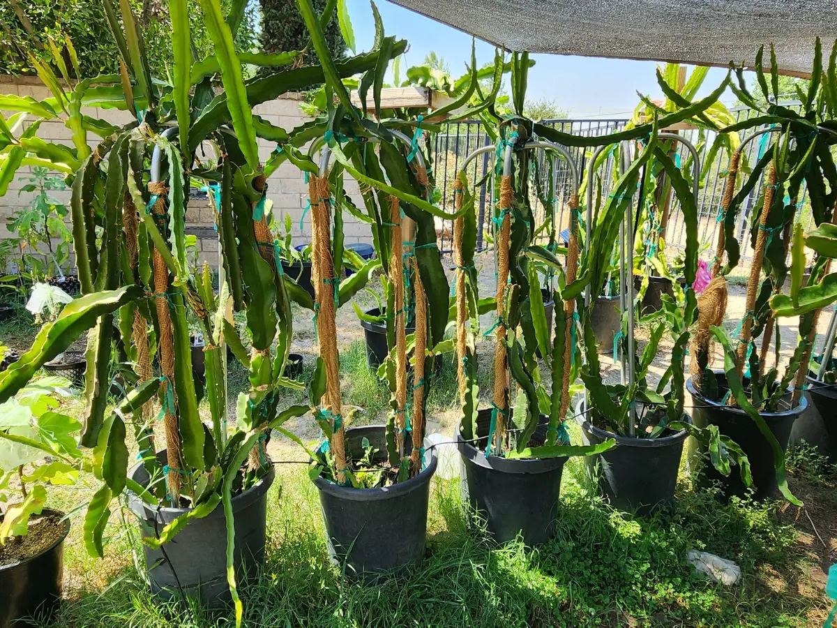Choosing the Right Trellis for yellow dragon fruit