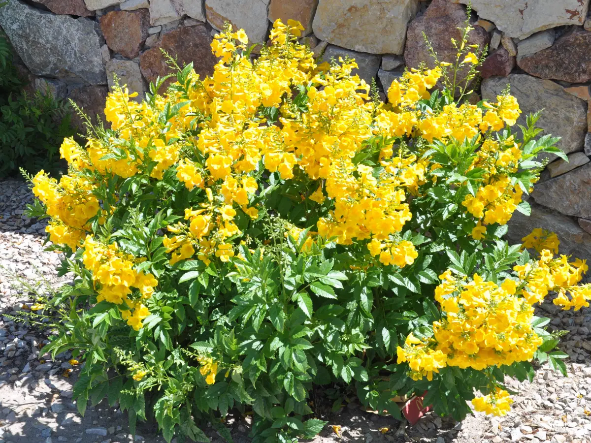 Esperanza Goldstar flowers