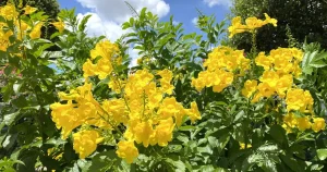 Esperanza ‘Gold Star’