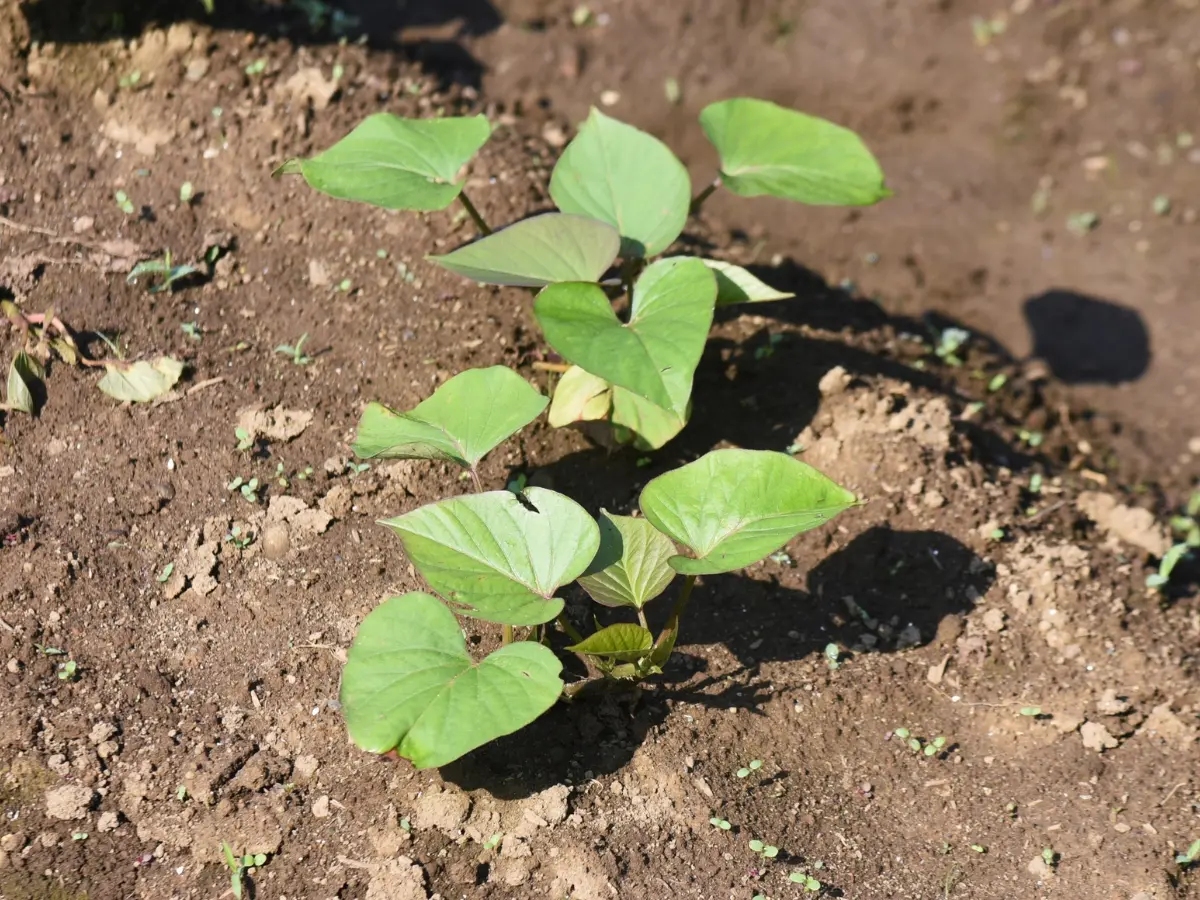 Give sweet potatoes Space to Breathe and Expand