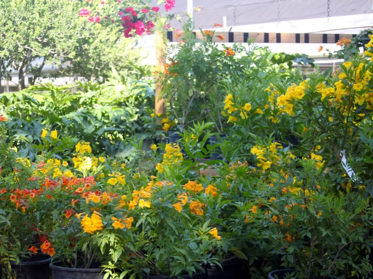 Yellow Bells, Esperanza, For Beautiful Blooms in Summer
