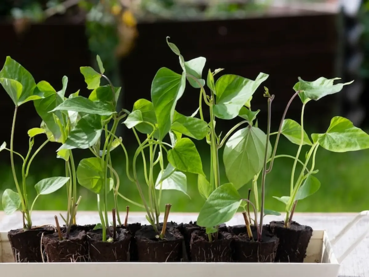 Start with High-Quality, Hardened sweet potato Slips