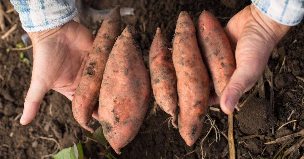 Tips for Growing Sweet Potatoes to Get the Biggest Sweet Potato Harvest Ever (1)