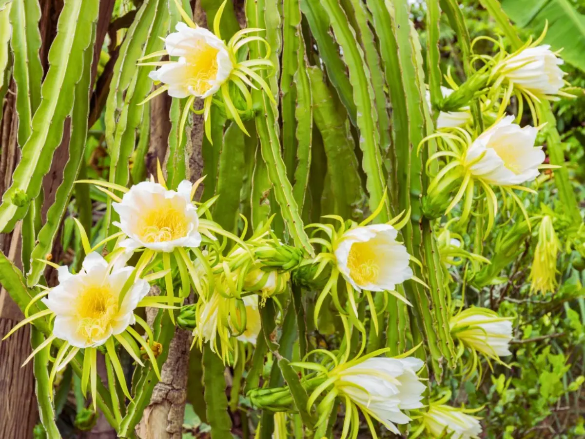 Yellow Dragon Fruit flowers (1)