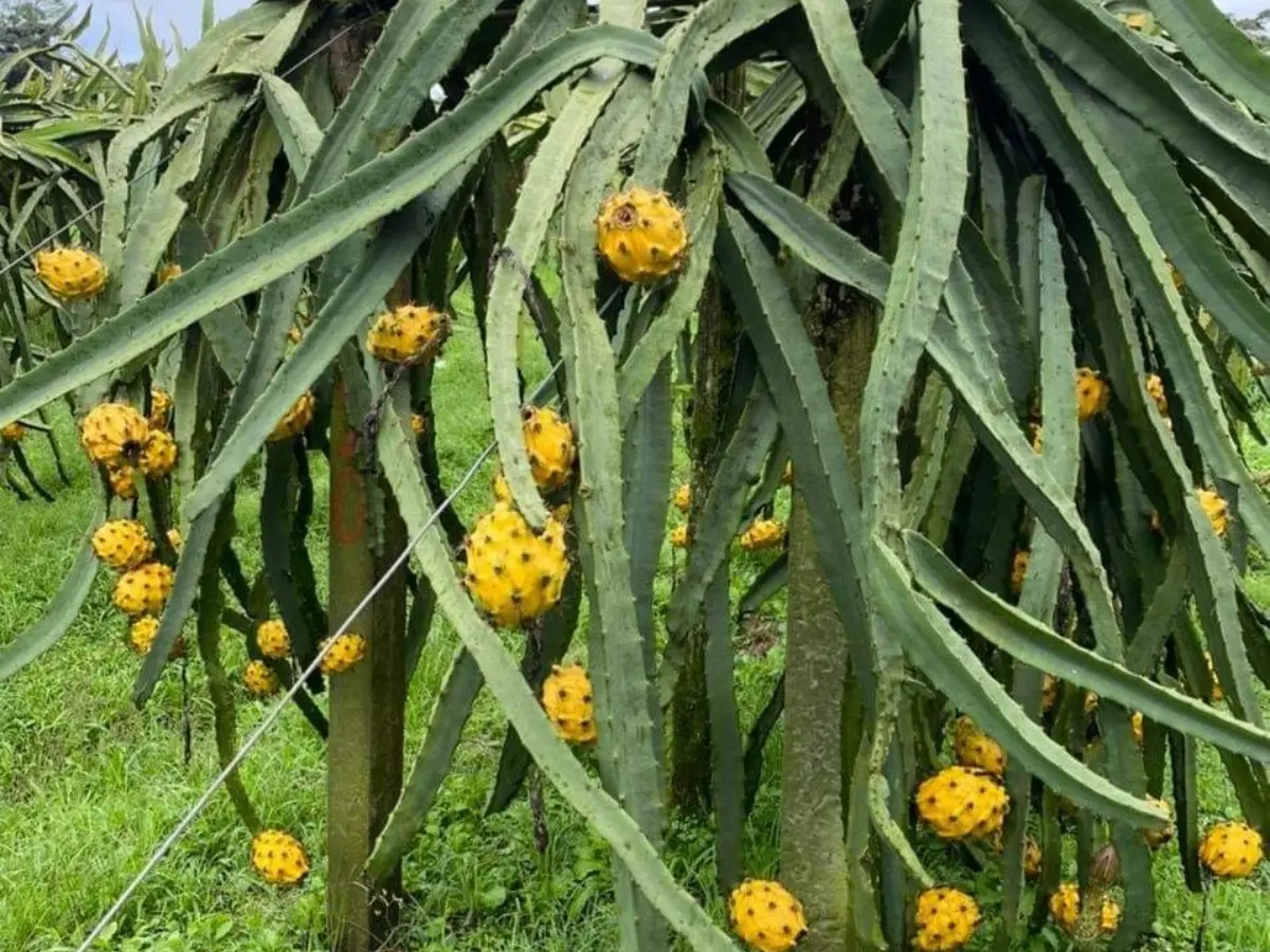 Yellow Dragon Fruit plant