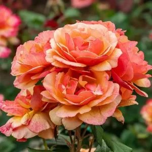 About Face Rose Live Plant - Grandiflora Rose Bush, 4-6 Inch Tall, Fragrant Flowers, Outdoor - Image 2