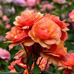 About Face Rose Live Plant - Grandiflora Rose Bush, 4-6 Inch Tall, Fragrant Flowers, Outdoor - Image 1