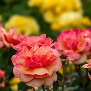 About Face Rose Live Plant - Grandiflora Rose Bush, 4-6 Inch Tall, Fragrant Flowers, Outdoor - Image 3