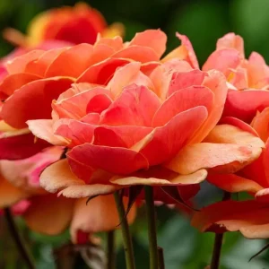 About Face Rose Live Plant - Grandiflora Rose Bush, 4-6 Inch Tall, Fragrant Flowers, Outdoor - Image 4